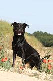 BEAUCERON 292